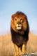 <b>Название: </b>Лев, <b>Добавил:<b> AKSEL<br>Размеры: 301x451, 27.8 Кб